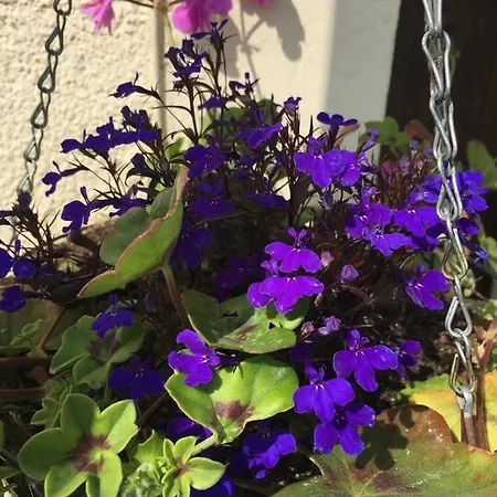 Bed & Breakfast Bleu Lavande D'hotes