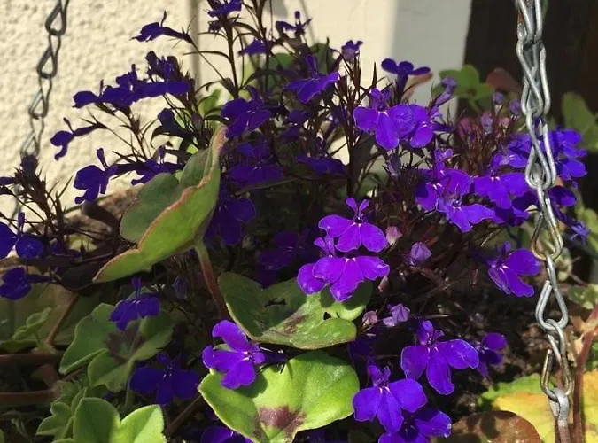 Bed & Breakfast Bleu Lavande D'hotes